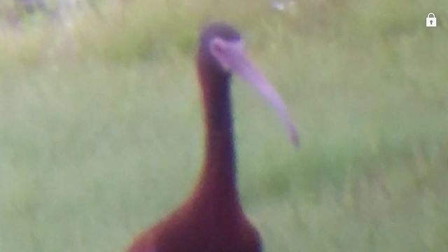 White-faced Ibis
