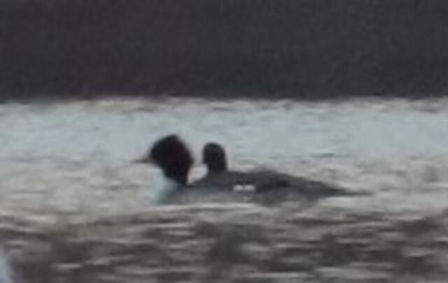 Common Merganser