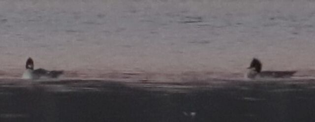 Common Merganser
