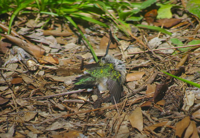 Ruby-throated Hummingbird