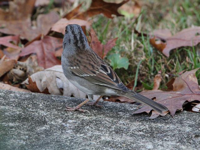 Dark-eyed Junco x White-throated Sparrow hybrid