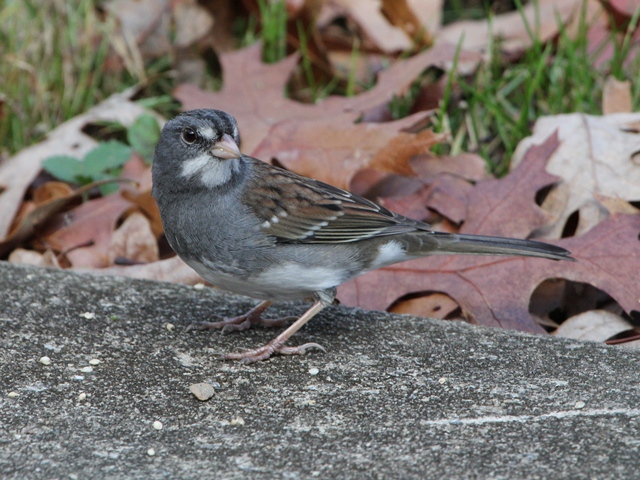 Dark-eyed Junco x White-throated Sparrow hybrid