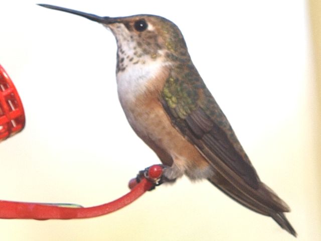 selasphorus hummingbird selasphorus hummingbird