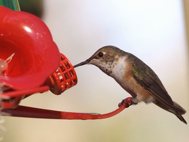 <i>Selasphorus</i> Hummingbird