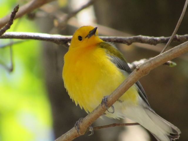 Prothonotary Warbler