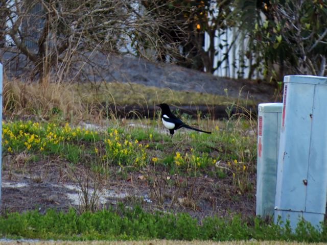 Black-billed Magpie