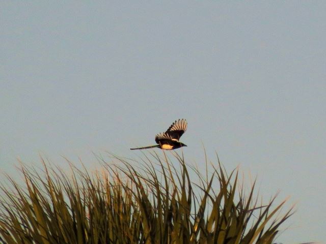 Black-billed Magpie