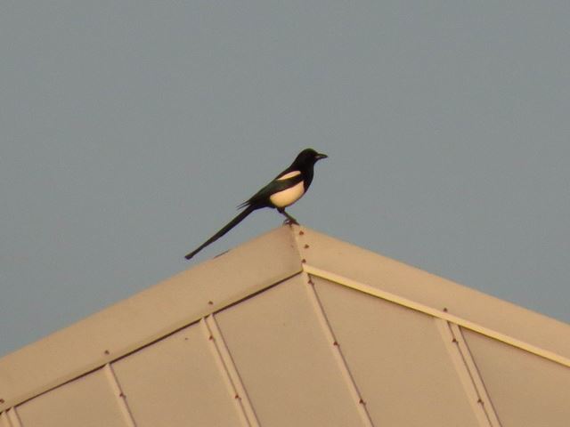 Black-billed Magpie