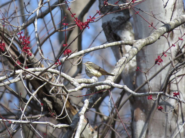 Louisiana Waterthrush