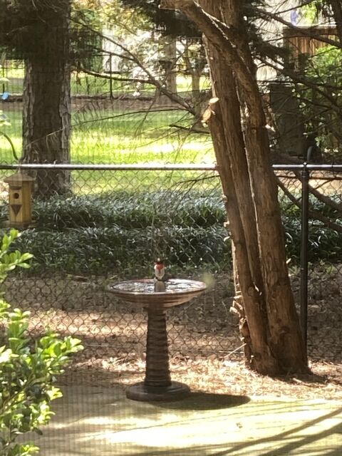 Rose-breasted Grosbeak