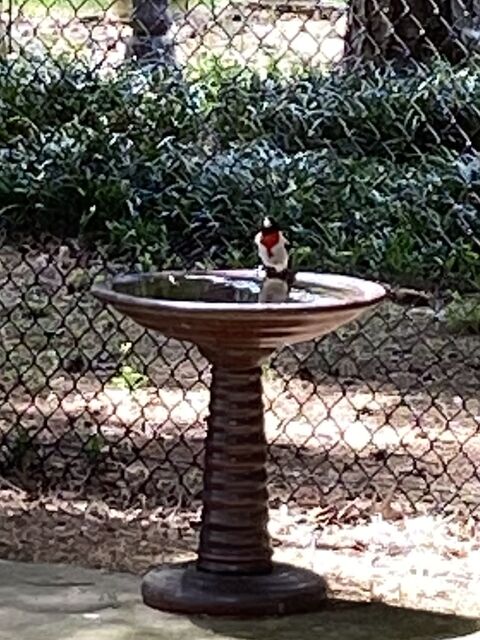 Rose-breasted Grosbeak