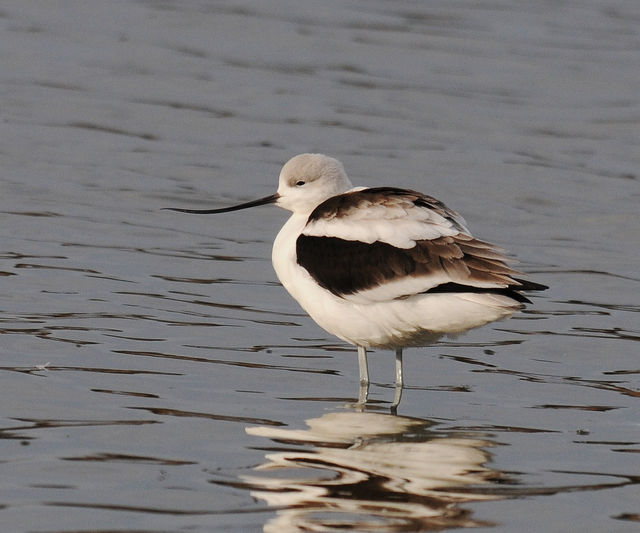 American Avocet