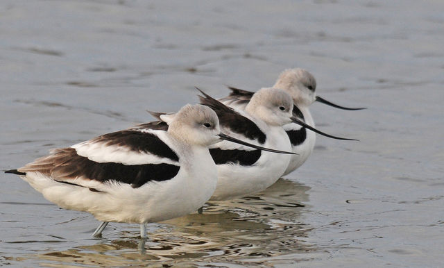 American Avocet