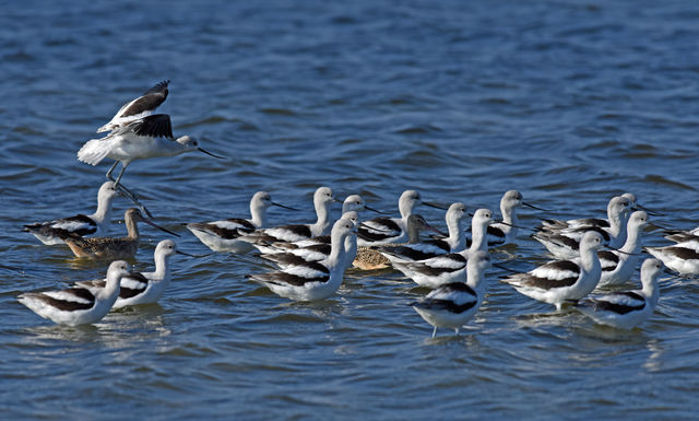 American Avocet