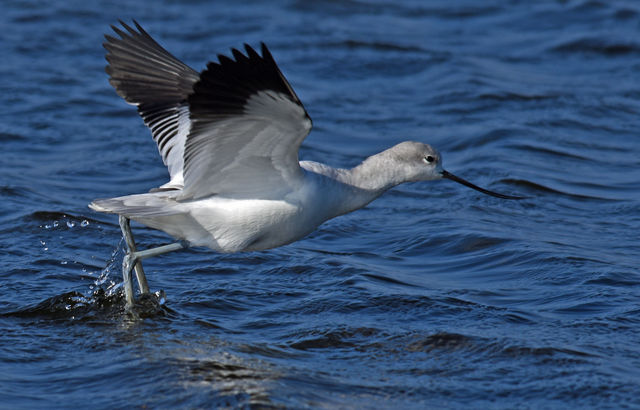 American Avocet