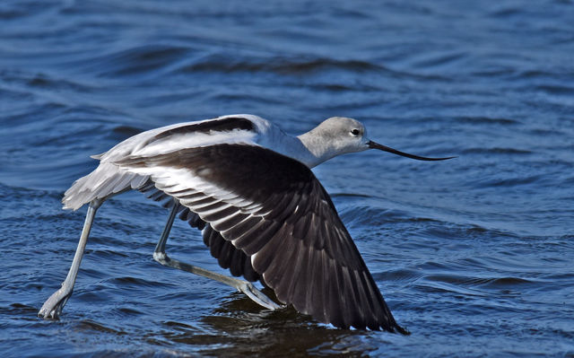American Avocet