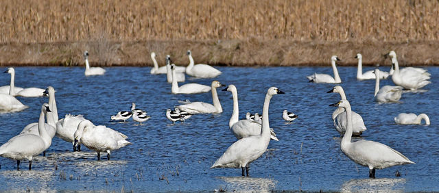 American Avocet