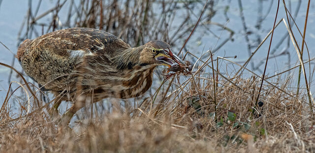 American Bittern