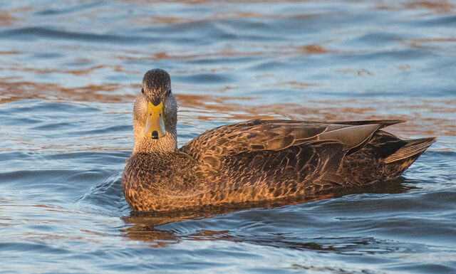 American Black Duck