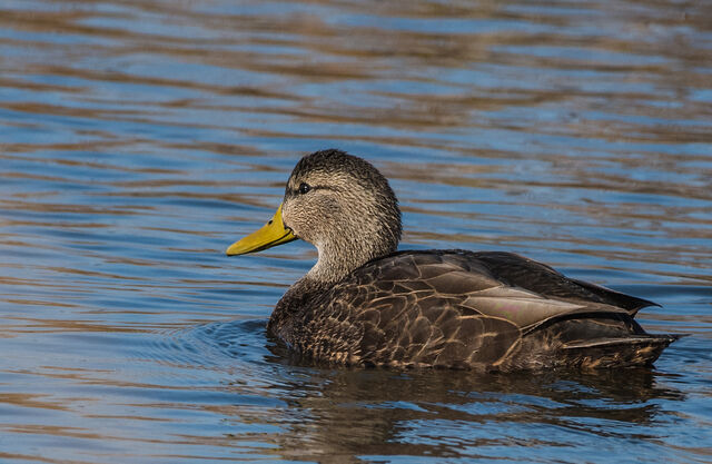 American Black Duck