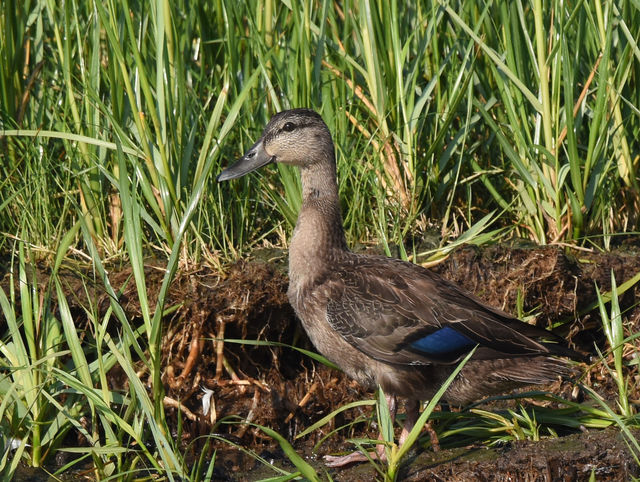 American Black Duck