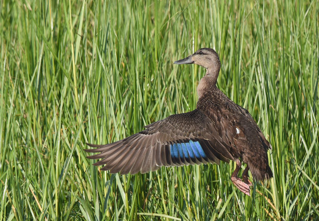 American Black Duck