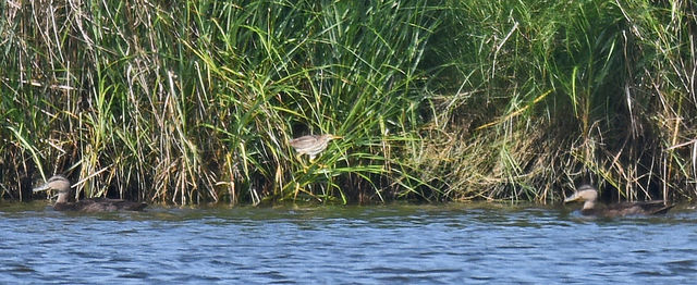 American Black Duck