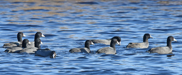 American Coot