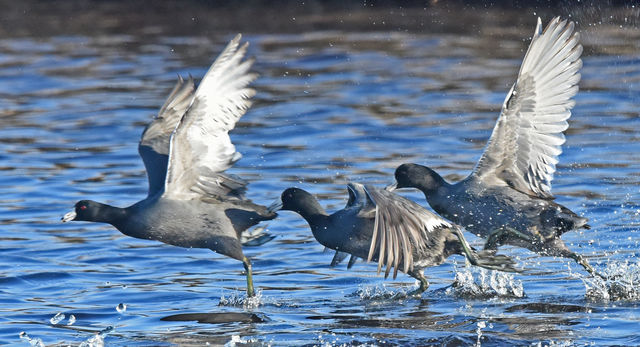 American Coot