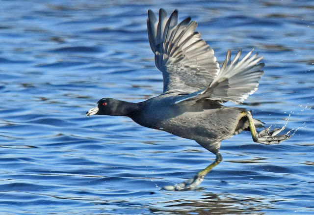 American Coot