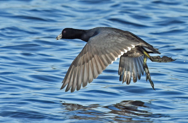 American Coot