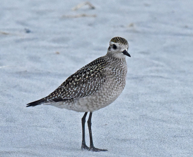 American Golden-Plover
