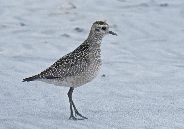 American Golden-Plover