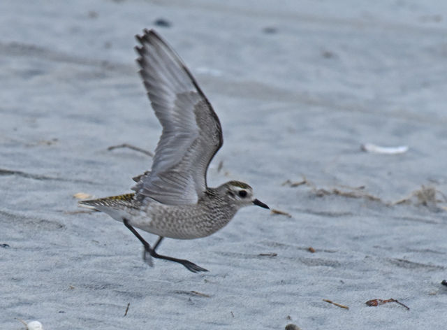 American Golden-Plover