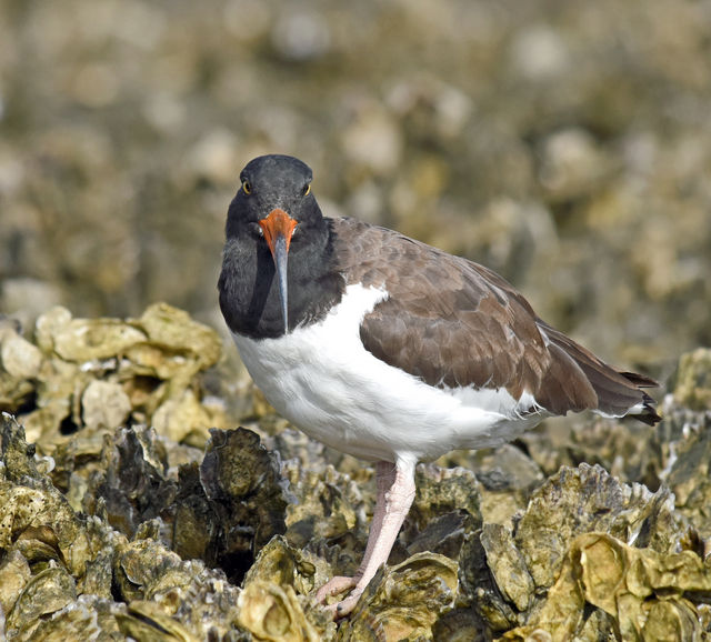 American Oystercatcher