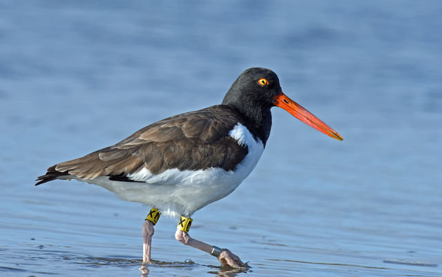 American Oystercatcher