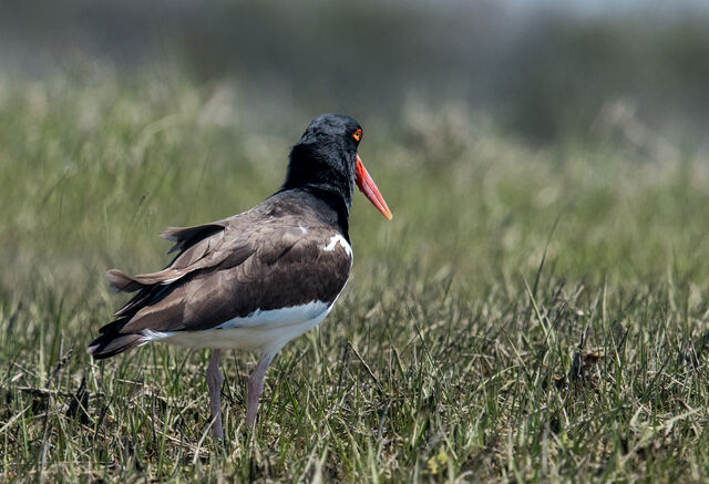 American Oystercatcher