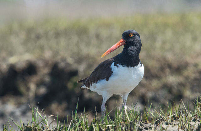 American Oystercatcher