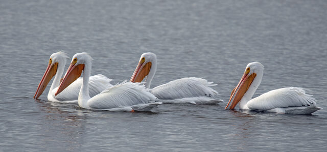 American White Pelican