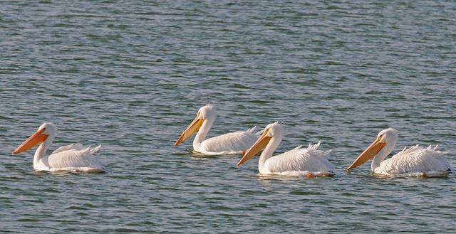 American White Pelicans