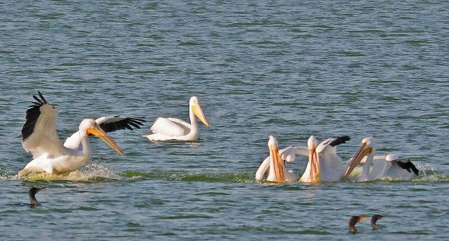 American White Pelicans