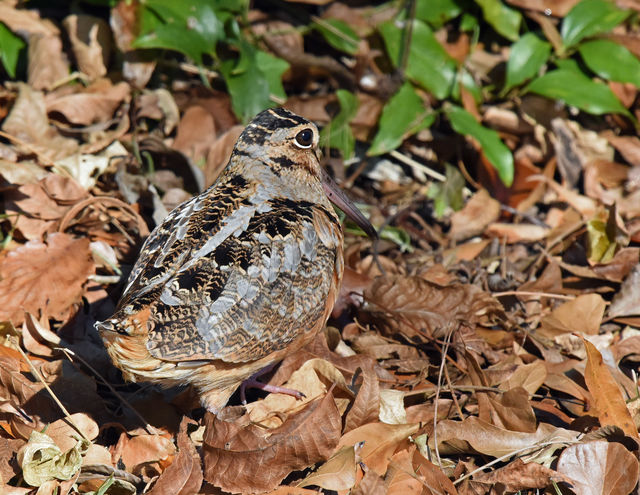 American Woodcock