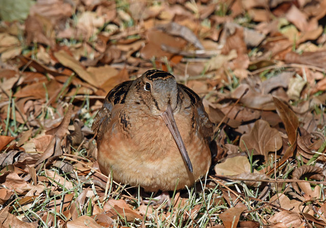 American Woodcock