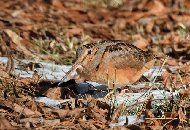 American Woodcock