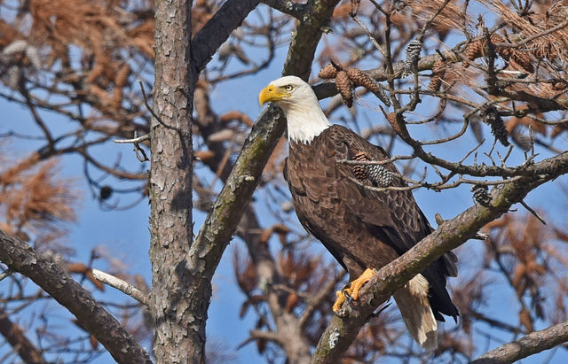 Bald Eagle