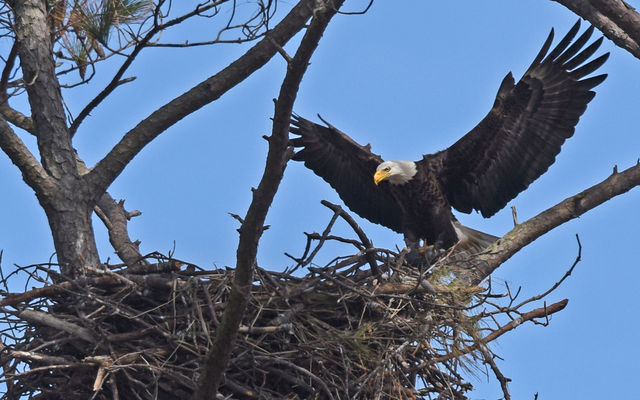 Bald Eagle