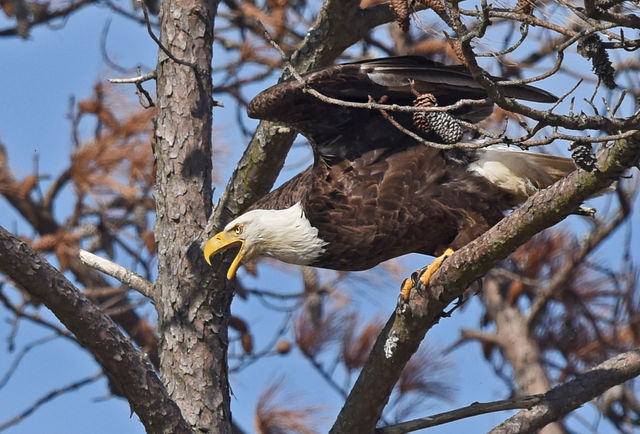 Bald Eagle