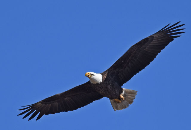 Bald Eagle