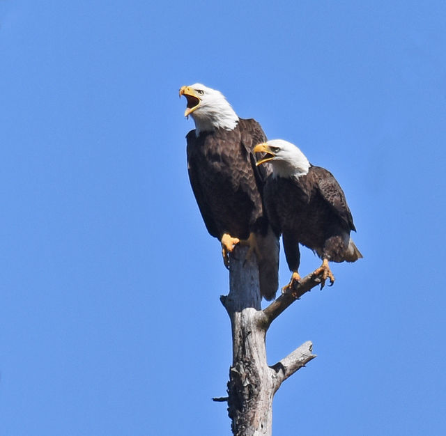 Bald Eagle