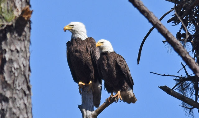 Bald Eagle